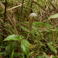 Arisaema leschenaultii Blume